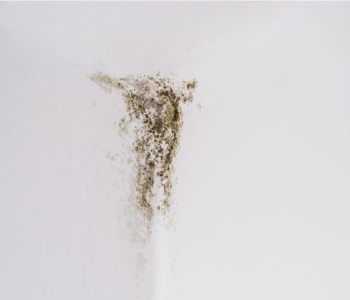 Mold mildew fungus in the corner of light wall.