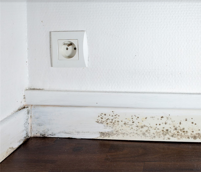 mold growing on the baseboards of a room